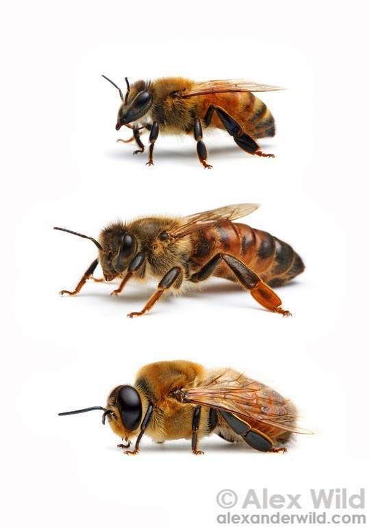 Состав пчелиной семьи | практическое пчеловодство