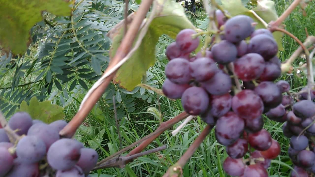 Полное описание сорта винограда низина - общая информация - 2020