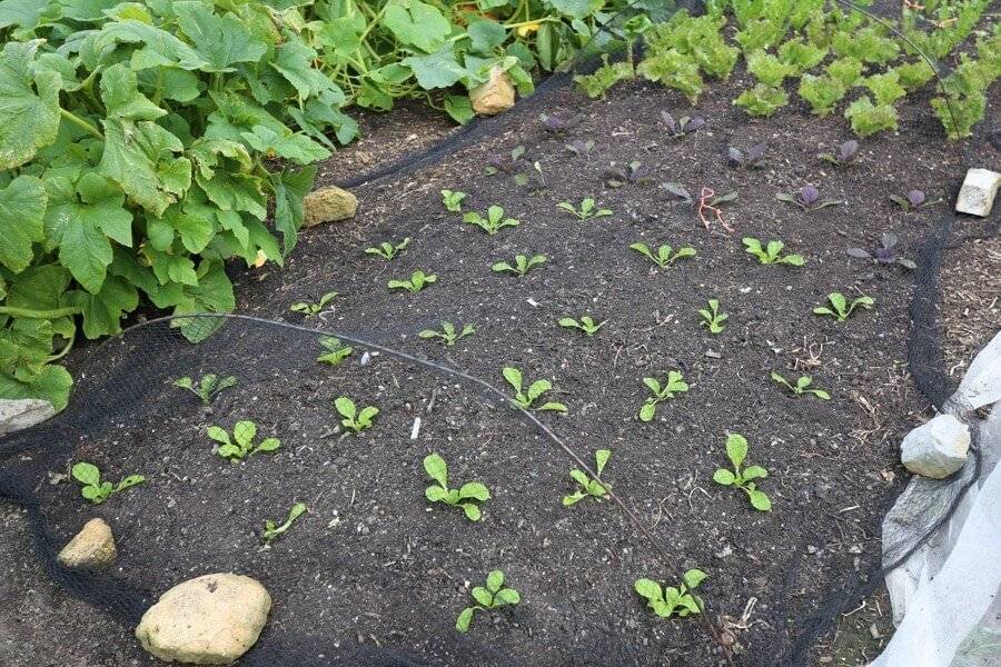 Как вырастить пекинскую капусту на огороде