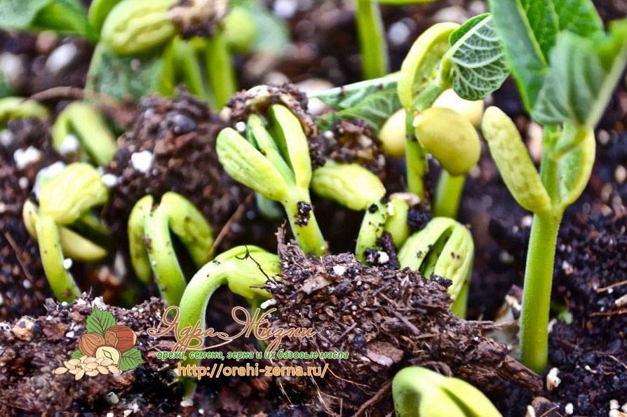 Горох, бобы и фасоль: секреты подготовки почвы и посева семян