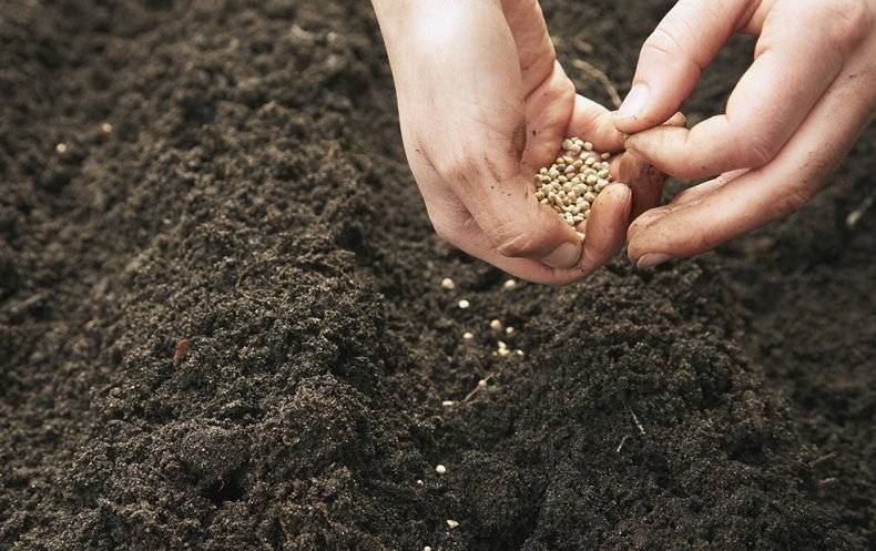 Можно ли выращивать кориандр в открытом грунте: как и когда сеять под зиму