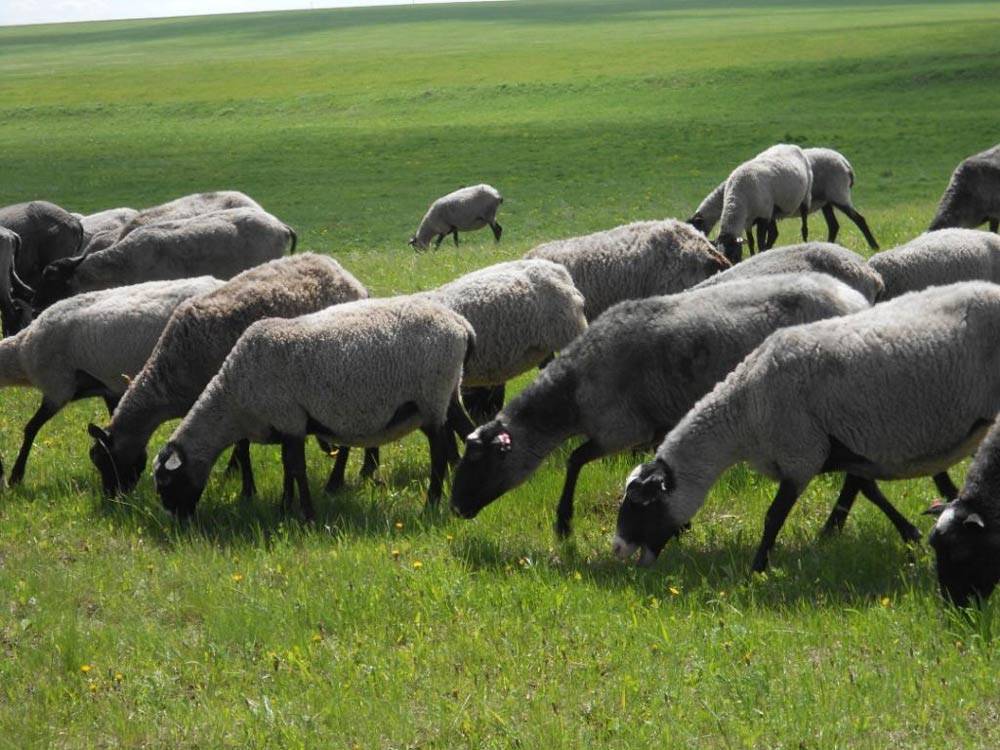 Романовская порода овец: характеристика, особенности, уход