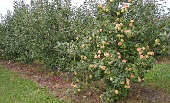 О яблоне Кроха: описание сорта, характеристики, агротехника, выращивание