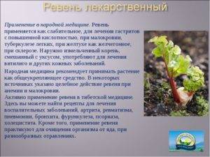 Чем полезен ревень