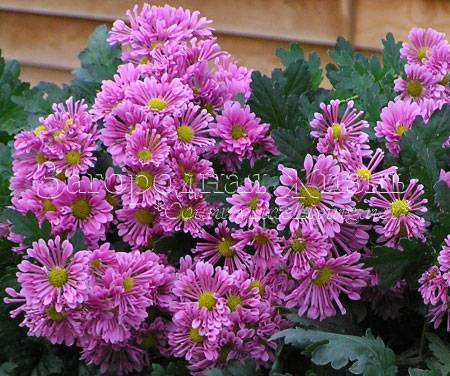 Хризантема садовая многолетняя: посадка и уход, фото сортов