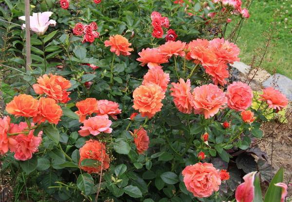 Почвопокровные розы фейри данс: советы по уходу
