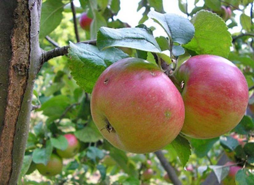 Яблони для ленинградской области: сорта и виды, какие лучше сажать + отзывы