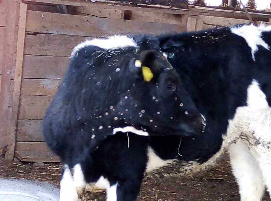 Как лечить нодулярный дерматит у коров