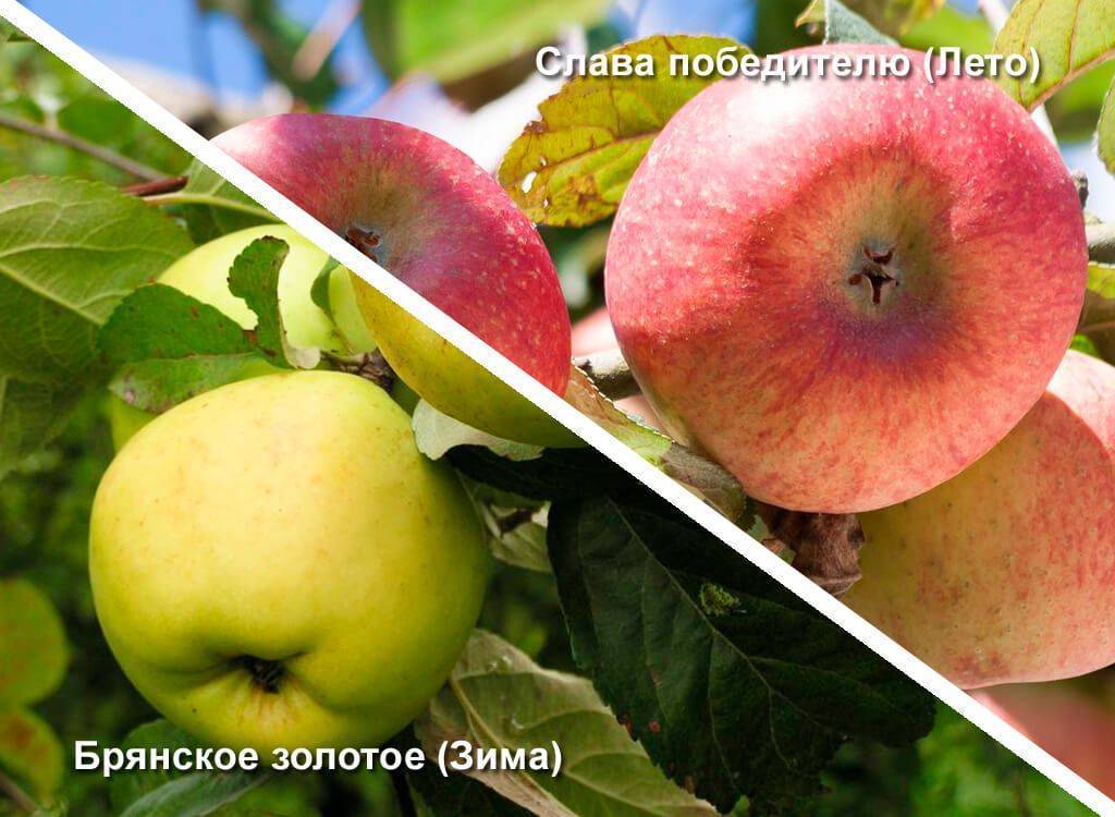 Моя любимая яблоня джонатан: описание, фото
