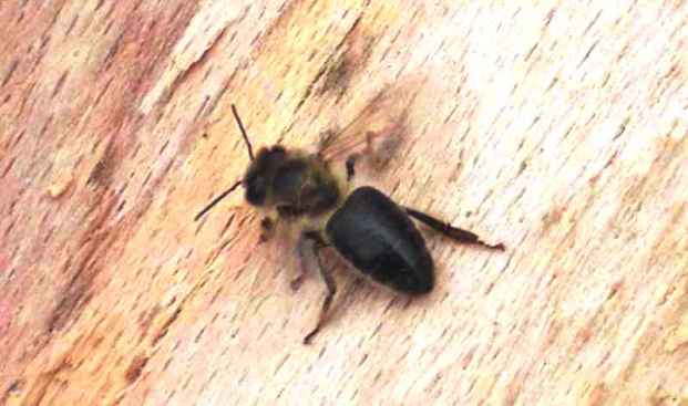 Среднерусская пчела
