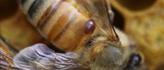 Обработка пчел муравьиной кислотой осенью