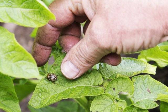 Колорадский жук на помидорах: как бороться, чем обрабатывать, как избавиться