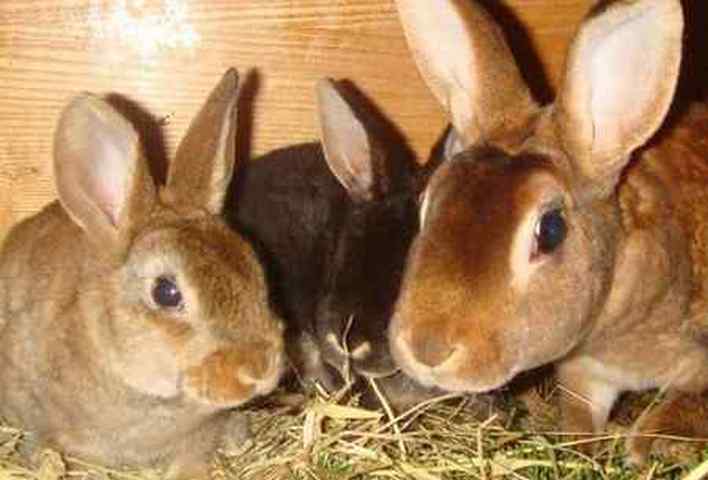 Паразиты у кроликов — симптомы и лечение, как лечить глисты