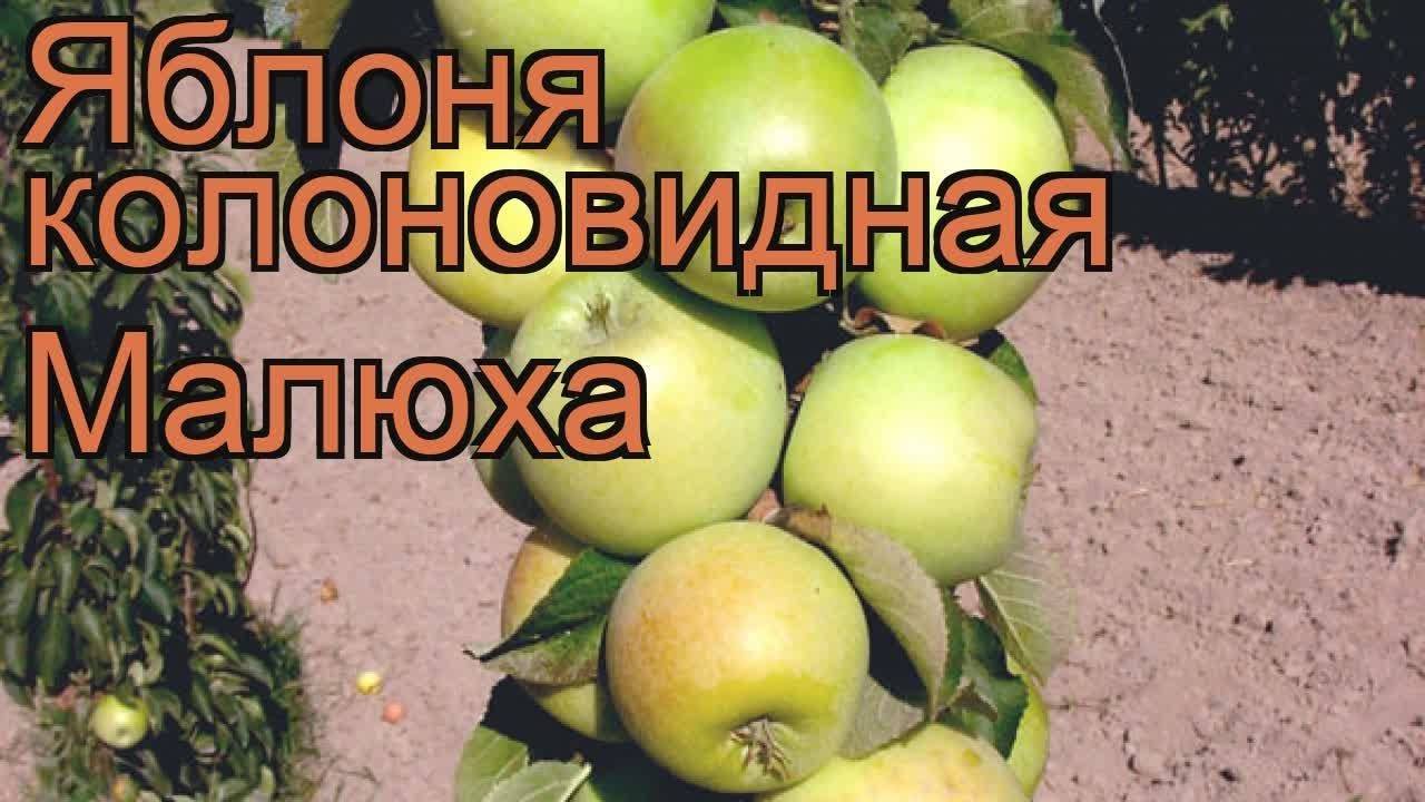 О яблоне колоновидной Малюха: описание и характеристики сорта, посадка и уход