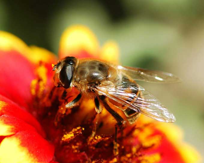 Использование препарата пчелит для подкормки пчел