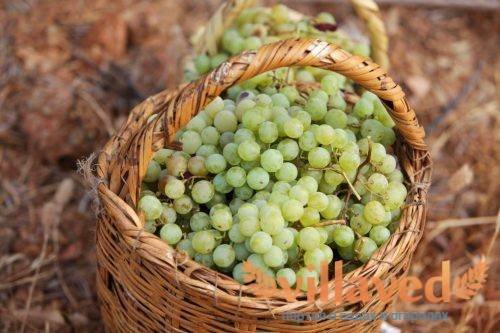 Всё о винограде кишмиш: описание, сорта, посадка и выращивание