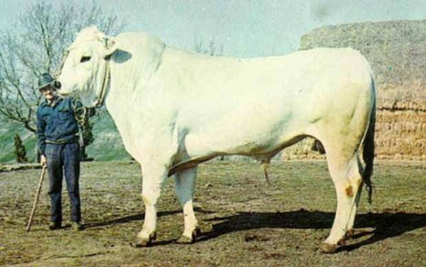 Как узнать вес быка или коровы без весов
