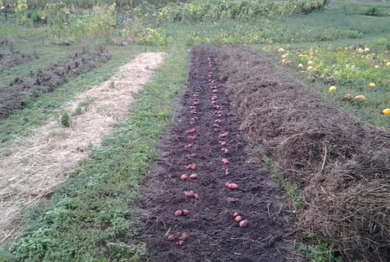 Выращивание картофеля под соломой: посадка, уход, возделывание, сбор