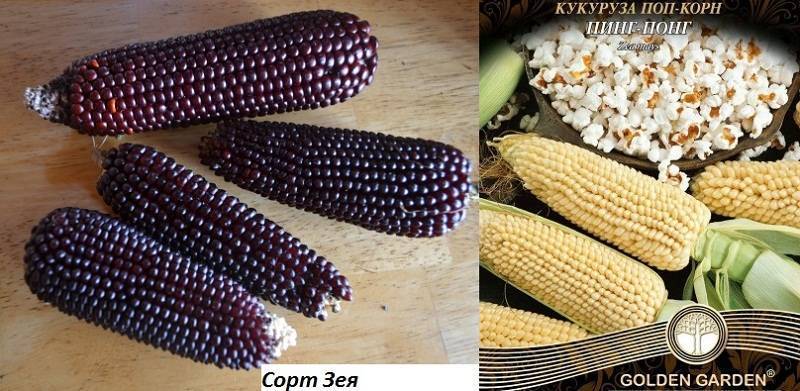 Особенности приготовления вкусных лакомств своими руками: как сделать попкорн из кукурузы в домашних условиях?