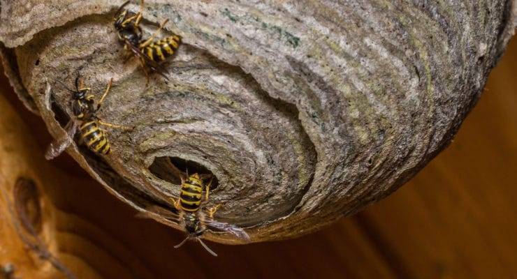 Как избавиться от соседских пчел?