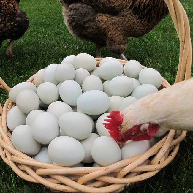Куры клюют яйца: основные причины. что делать, если куры-несушки едят свои яйца? как решить проблему с помощью народных средств?