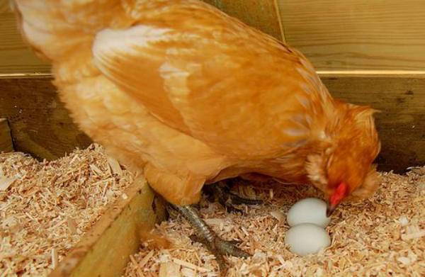 Куры клюют яйца: каковы причины и что делать?