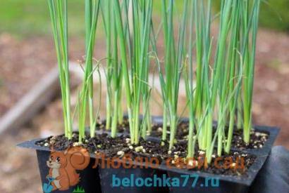 Выращивание лука-порей на грядке и в домашних условиях