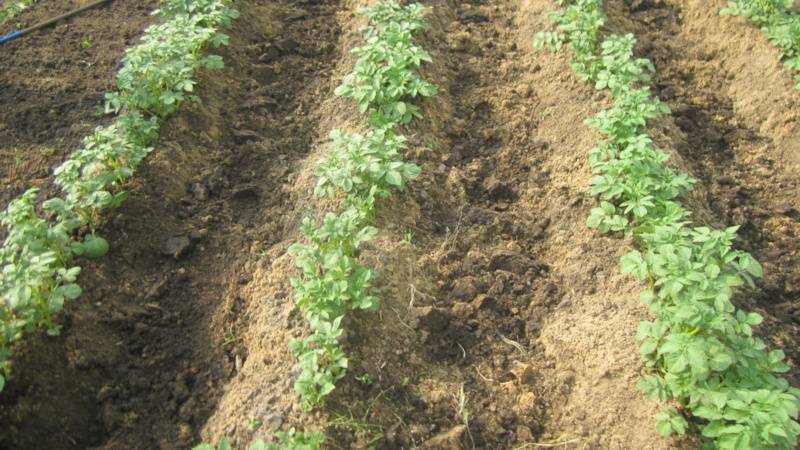 Столовый среднеспелый сорт картошки алуэт — нюансы выращивания