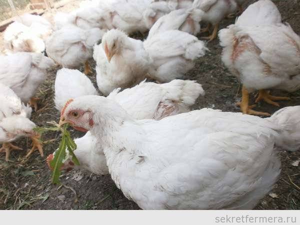 Кормление цыплят бройлеров с первых дней жизни