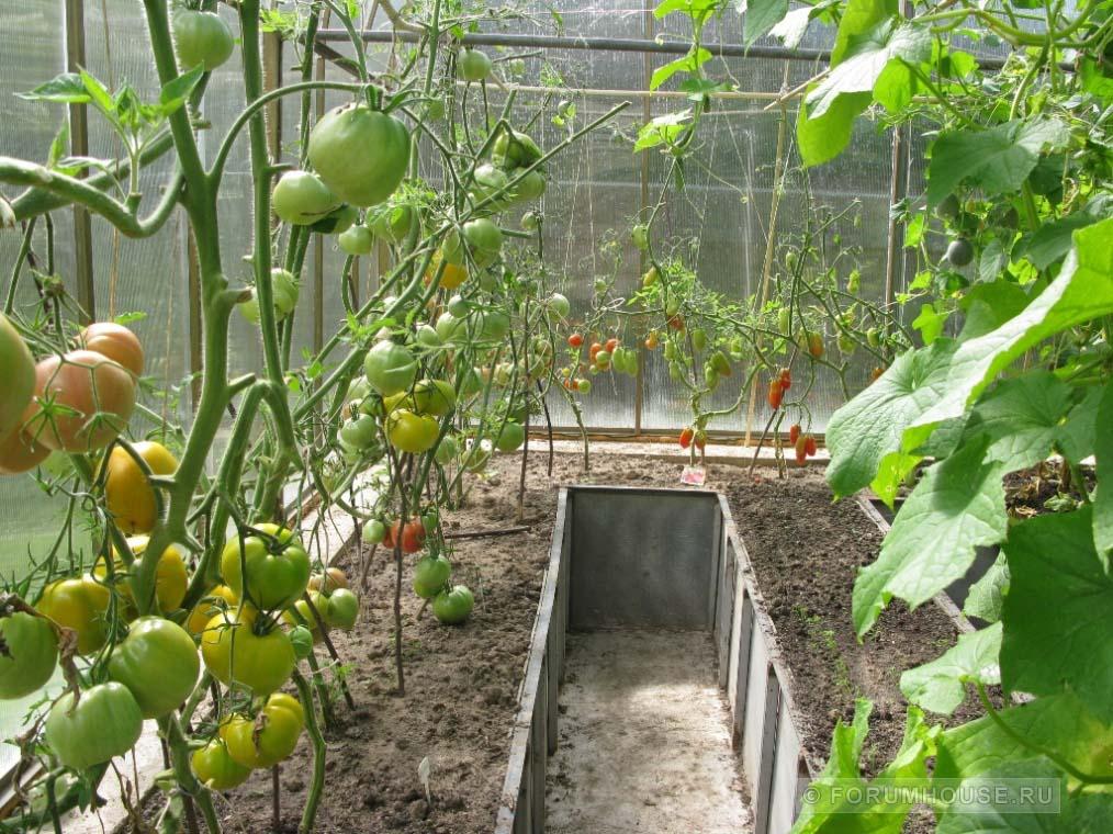 Как вырастить томаты и огурцы в одной теплице: 7 важных советов