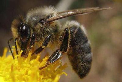Фото и описание медоносных пород пчел