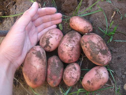 Описание и характеристики картофеля сорта тимо