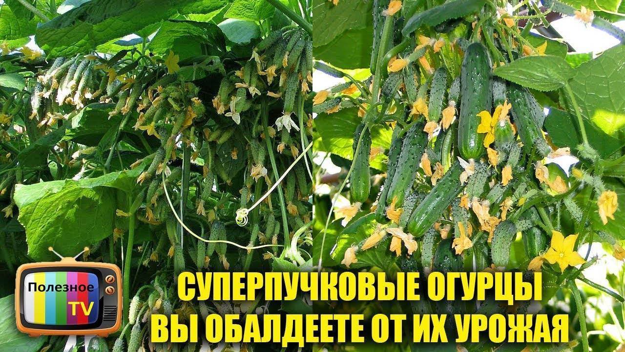Огурцы букетного типа: перечень сортов и специфика выращивания