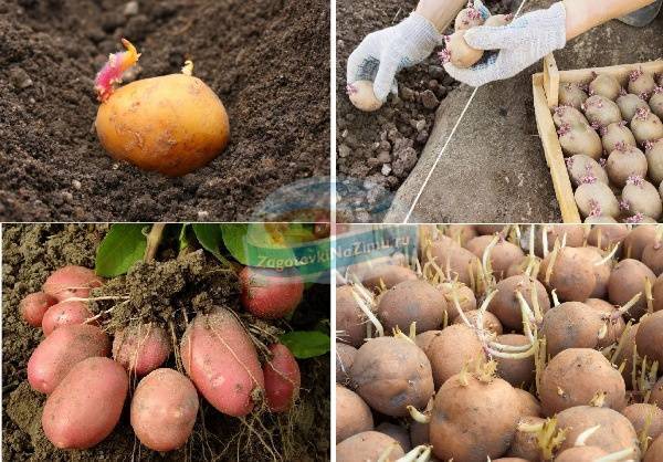 7 способов подготовки картофеля к посадке