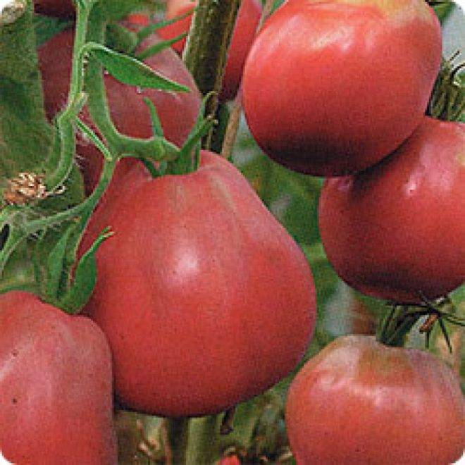 Томат японский трюфель: описание сорта, отзывы, фото | tomatland.ru