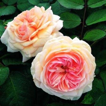 О розе les quatre saisons: описание и характеристики сорта почвопокровной розы