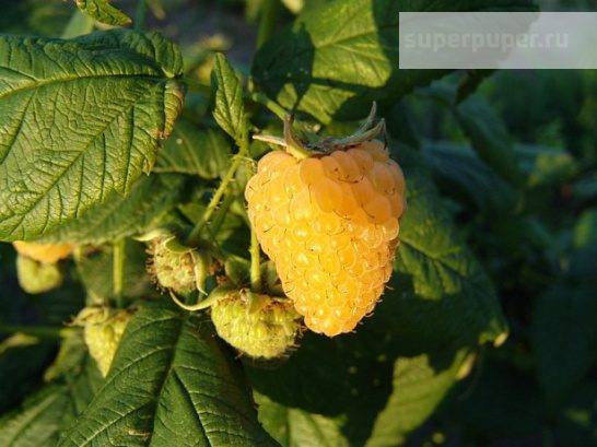 Top-15 сортов желтой малины: описание, отзывы, выбор редакции