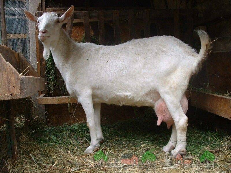 Разведение коз в домашних условиях: советы для начинающих | 
ветеринарная служба владимирской области