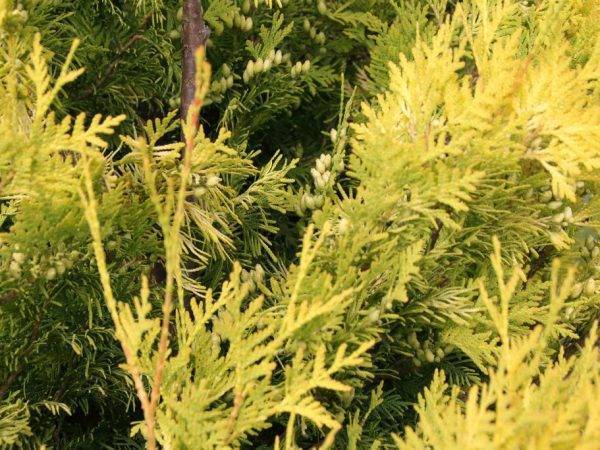 Можжевельник скальный мунглоу (juniperus scopulorum moonglow)