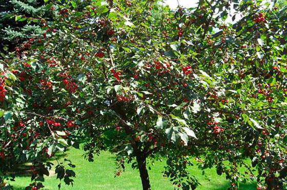 Плодовые деревья и кустарники: какие можно сажать рядом, какие нельзя