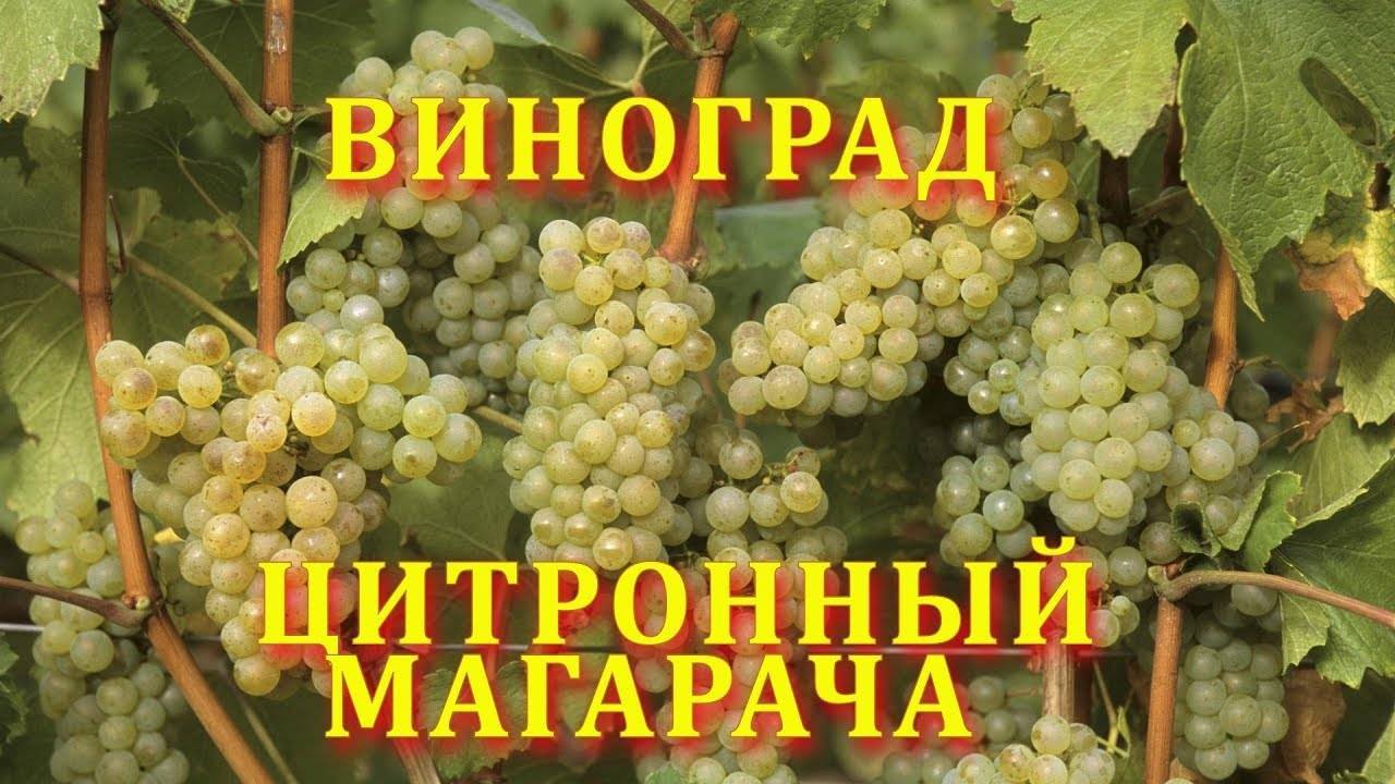 Виноград цитронный магарача: характеристика и описание сорта, посадка и уход