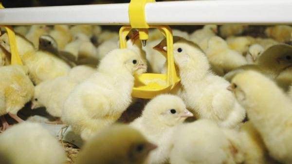 Лечение антибиотиками широкого спектра действия кур несушек, бройлеров, цыплят