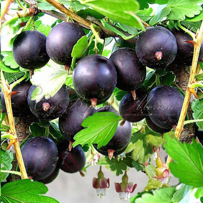 Сорта крыжовника с чёрными плодами: внешний вид, характеристики