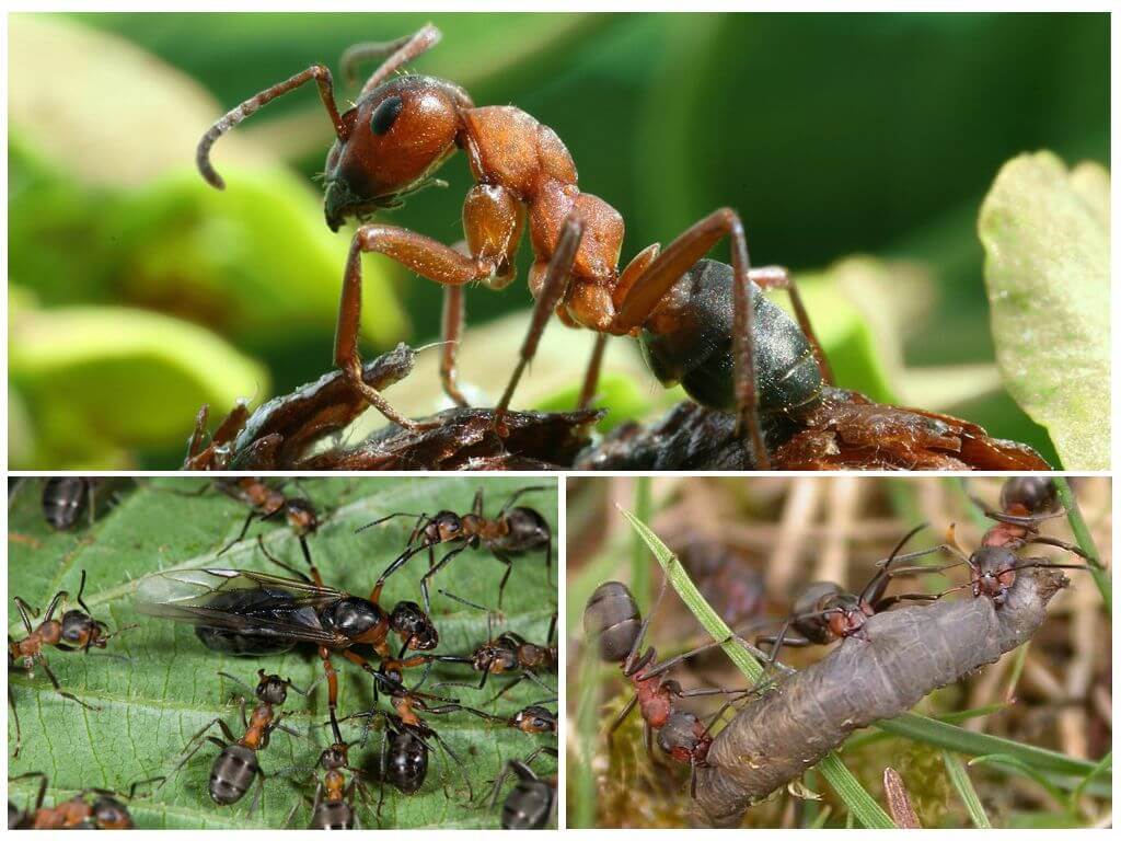 Как избавиться от муравьев на огороде и в саду?