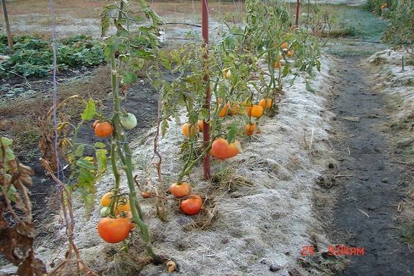 Как посадить помидоры под пленку
