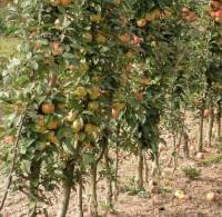 О яблоне юный натуралист, описание сорта, характеристики выращивание