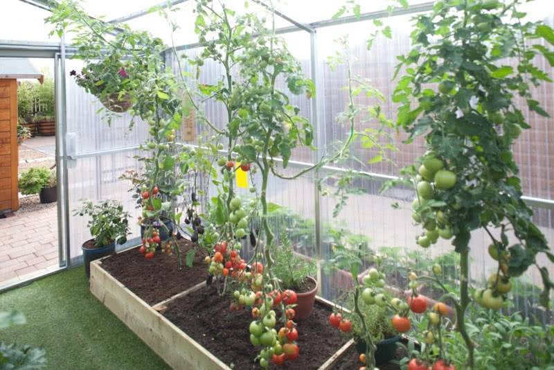 Как правильно поливать помидоры - простые секреты богатого урожая