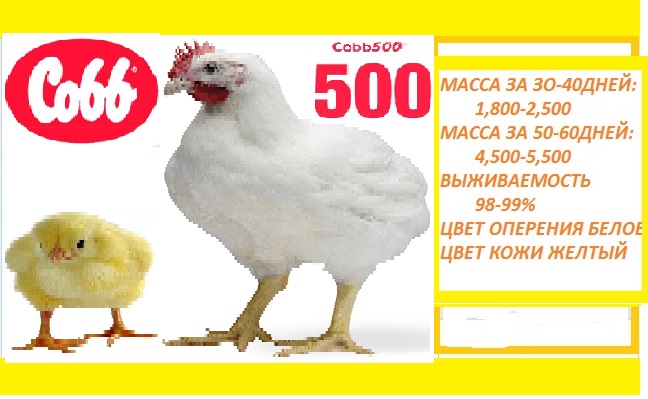 Кобб 500 — описание породы бройлеров, таблица прироста по дням, характеристика