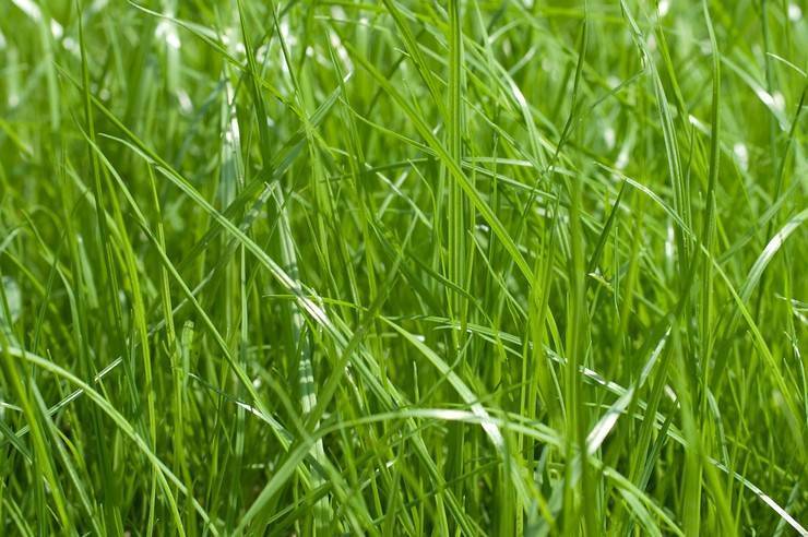 Подходим к делу грамотно: правила посадки газонной травы и советы по уходу