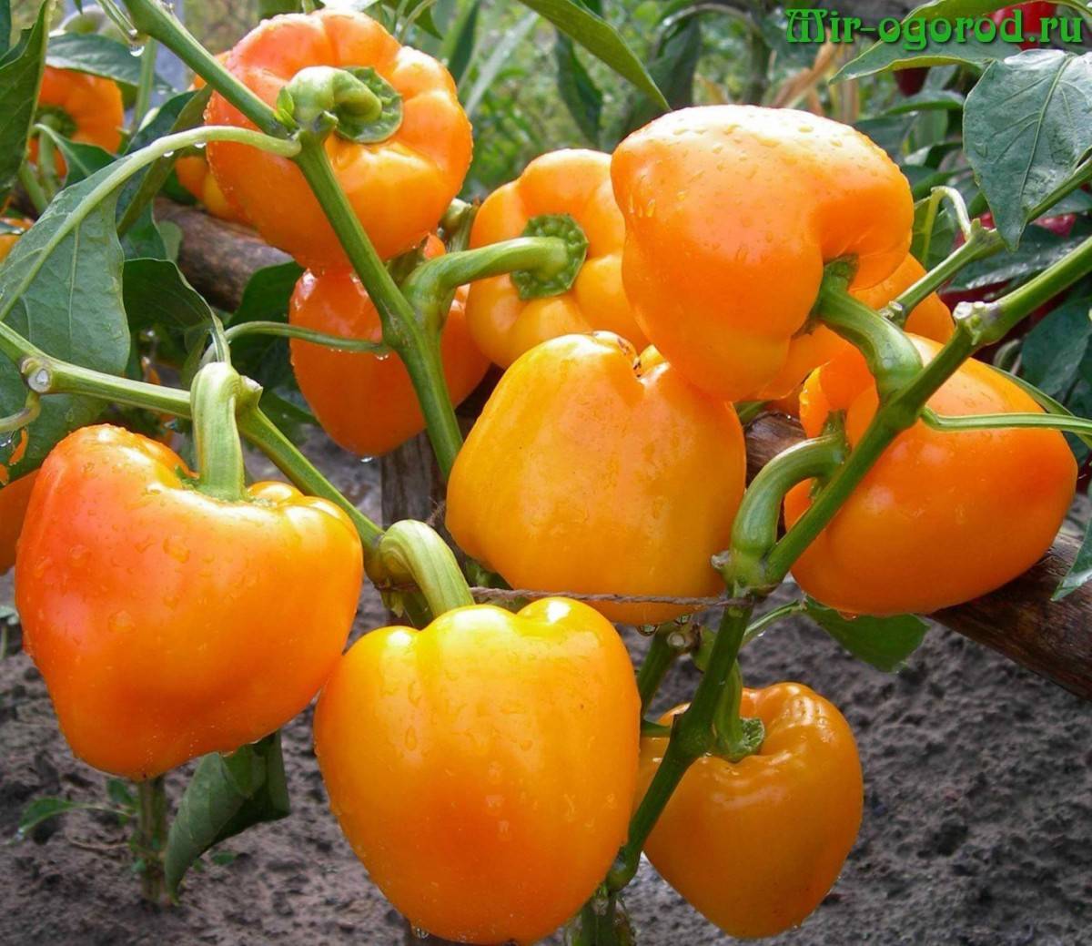 Лучшая схема подкормки томатов в теплице и открытом грунте. используйте эту таблицу весь сезон!